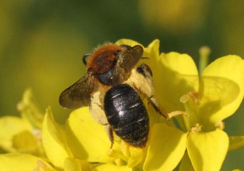 Réf. 229 384 : Andrena lagopus